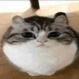 CatsScripts