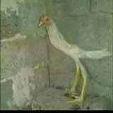 zaaavardo