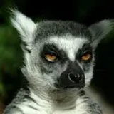 Lemur4ik