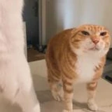 makaridzeee