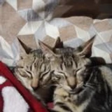 Sleeping_cats