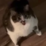 mrZaytoon