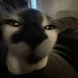 Kayrus