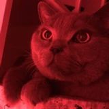 ricxr