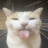 netpa