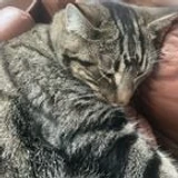 odeyiscat