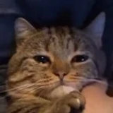 Catty_