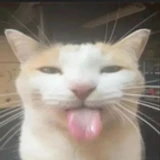 goofycathacker