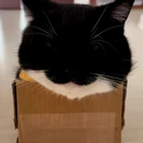 linhmcfake