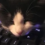 focat