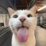 Mr_pop_cat
