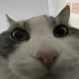 Wobli