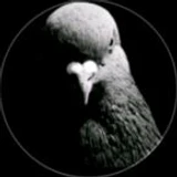 PTH_pigeons