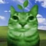 Qyebutdwoshi