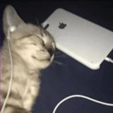 muzicKitty