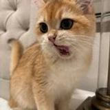 LunaTheCat