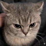 RynxWareO