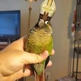 Lagado