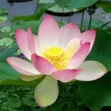 Iotus