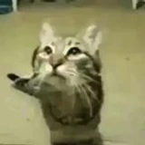 kittykatmeow