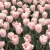 Soft_percx