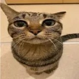 cattzero
