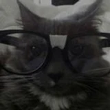 drowsynicolas