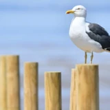 SigeonPex