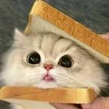 HubbyCat
