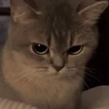 Mstu