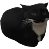 algumacoisa