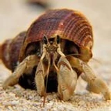 konorpy