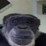 MiniMonkeyGood