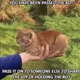 merlothecat