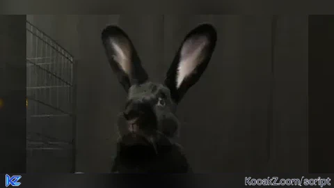 SINGING SONSTERS