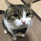 Gatotontoxd