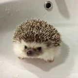 dutebadrk