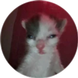 teknoege