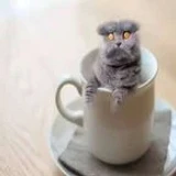 Folkcat_in_a_cup