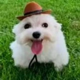 _dog