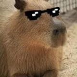 Capybara698
