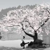 shidoitsul