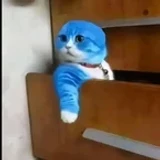 Coptical