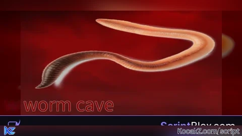 Worm