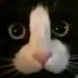 spaoy