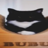 Bubufakerfdolbaeb