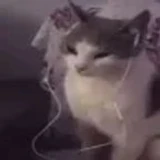 neyzoks