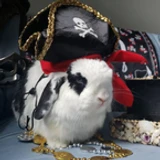 the_pirate_bunny