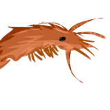 Shrimp