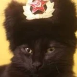 kgbcat
